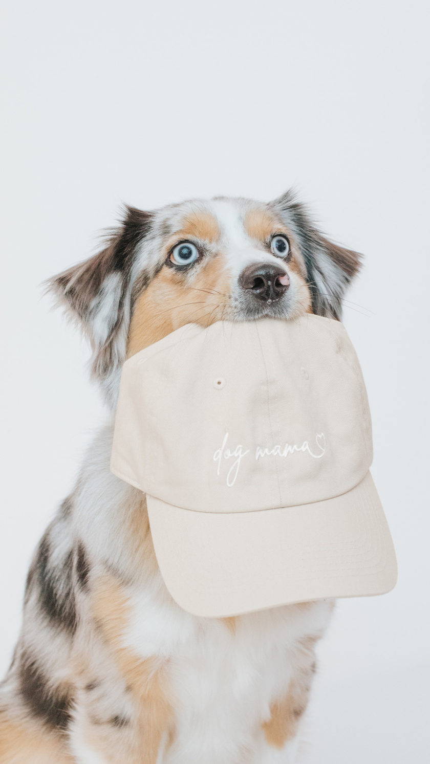 Chien ayant une casquette Dog Mama beige de la marque Sassy Woof dans sa gueule