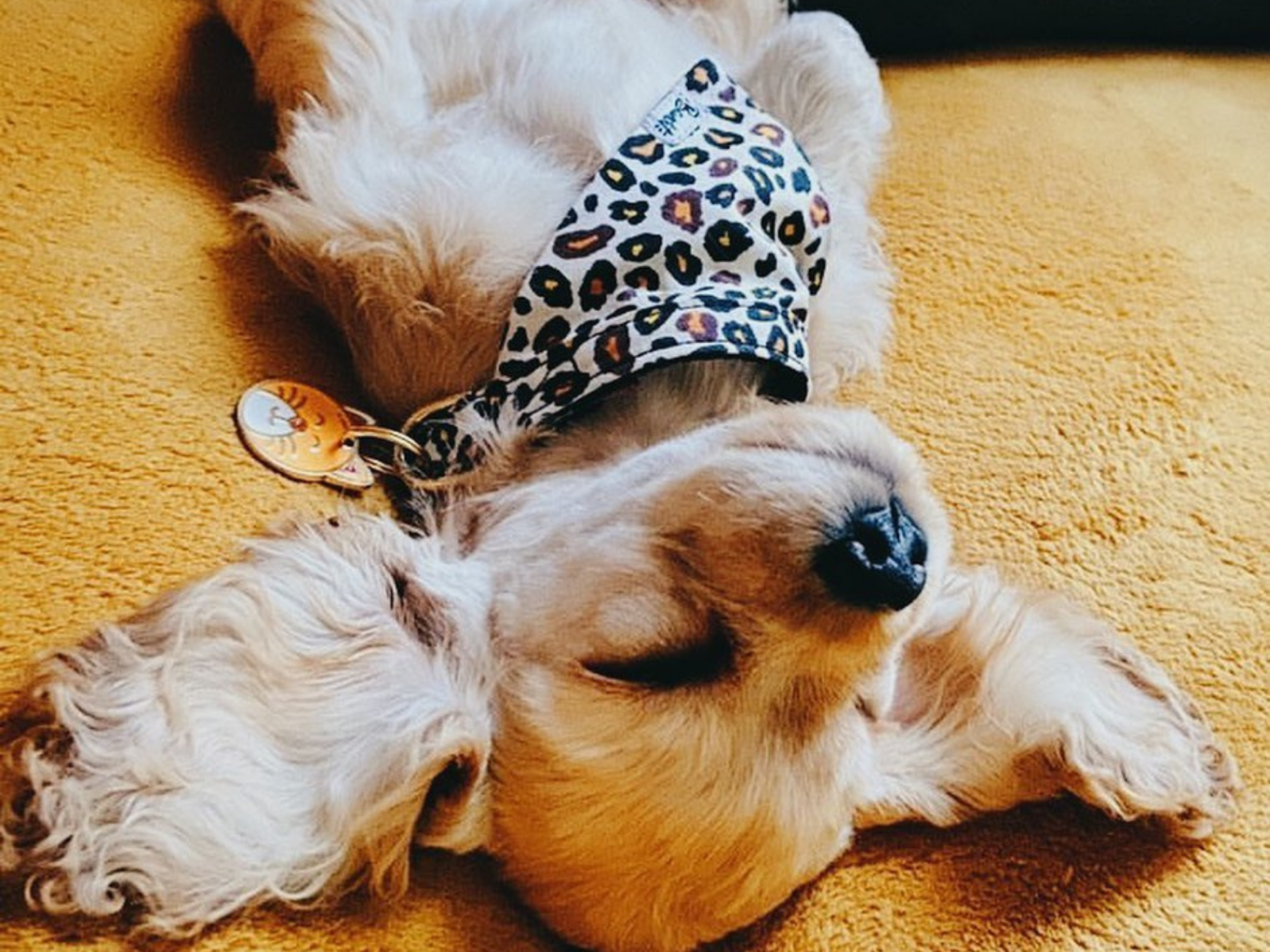 Wild Wild Wouf Bandana - FRENCH BANDIT