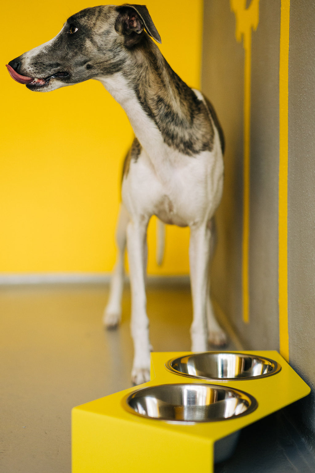 Gamelle V - HELLO PETS SHOP