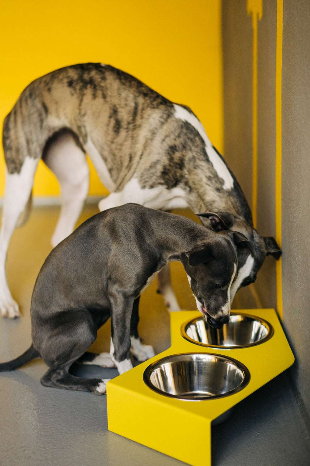 Gamelle V - HELLO PETS SHOP