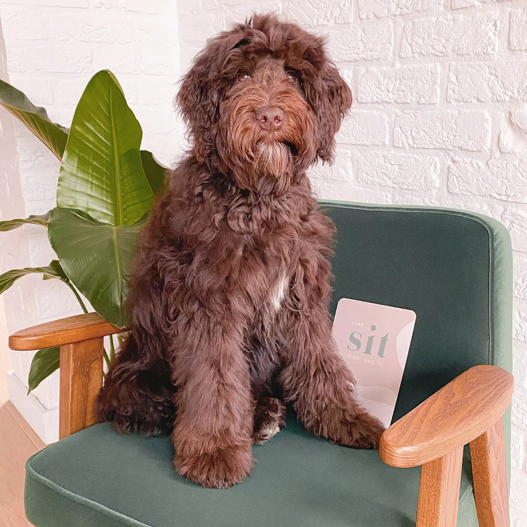 Cartes de jalons pour chiots - PAWNESS