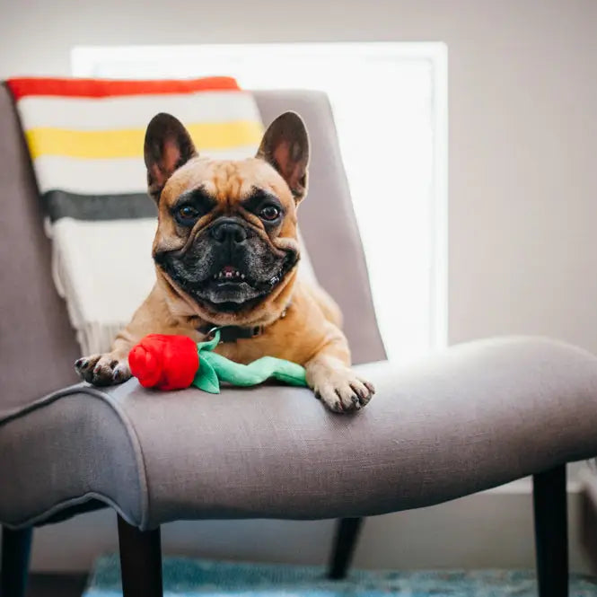 Jouet pour chien Les Roses de Rover - PLAY