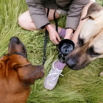 Flip Water Bottle - SPRINGLAND PETS