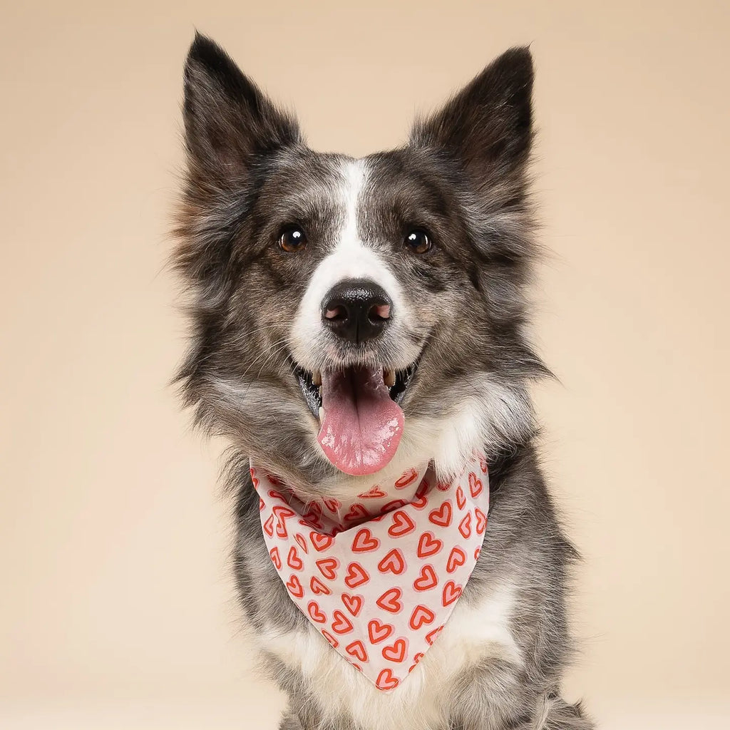 Lot de 3 bandanas de Saint-Valentin - THE PAWS