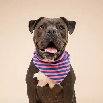Bandana Pacific Stripe - THE PAWS