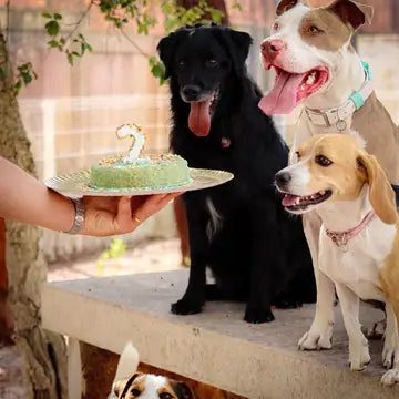 Gâteau en boîte-Kit de gâteau d'anniversaire à faire soi-même- COOKA'S COOKIES
