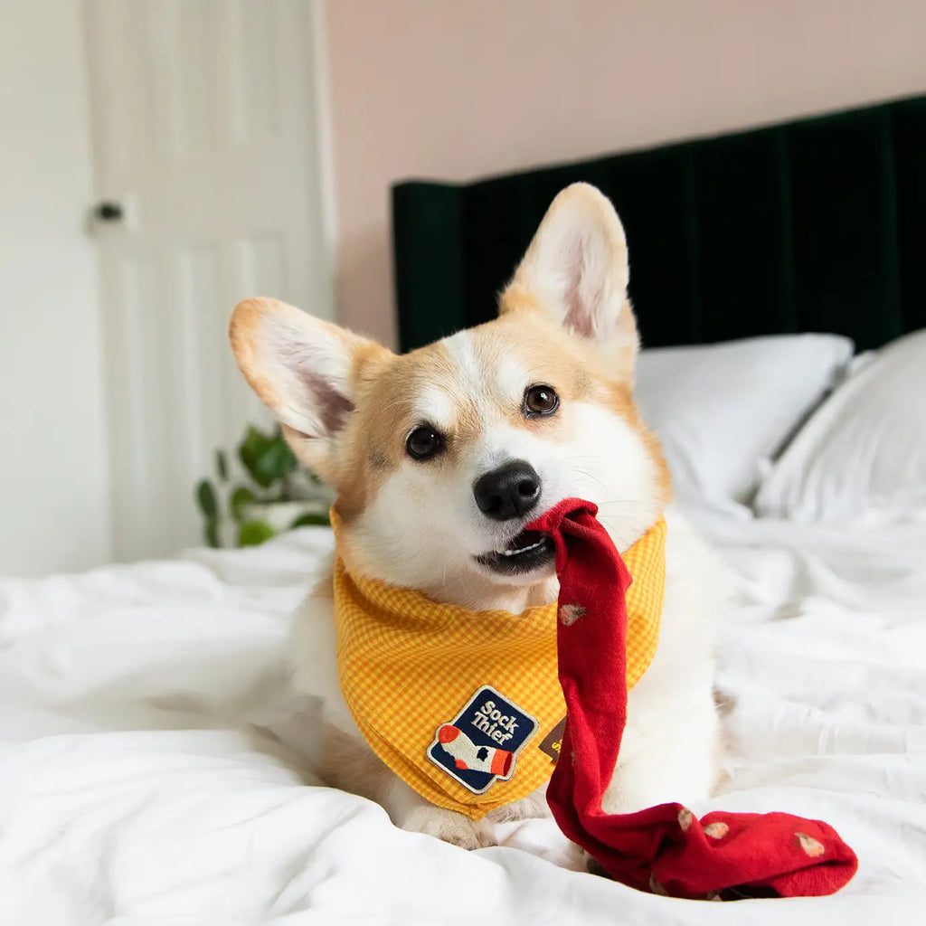 Badge de mérite thermocollant SOCK THIEF - SCOUT'S HONOUR