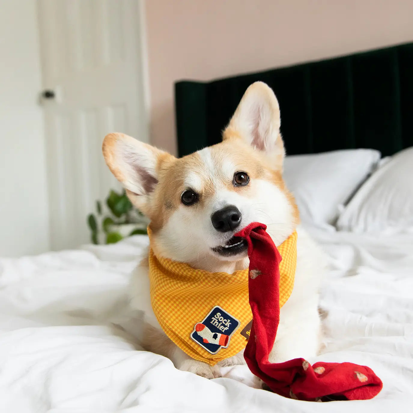 Badge de mérite thermocollant SOCK THIEF - SCOUT'S HONOUR