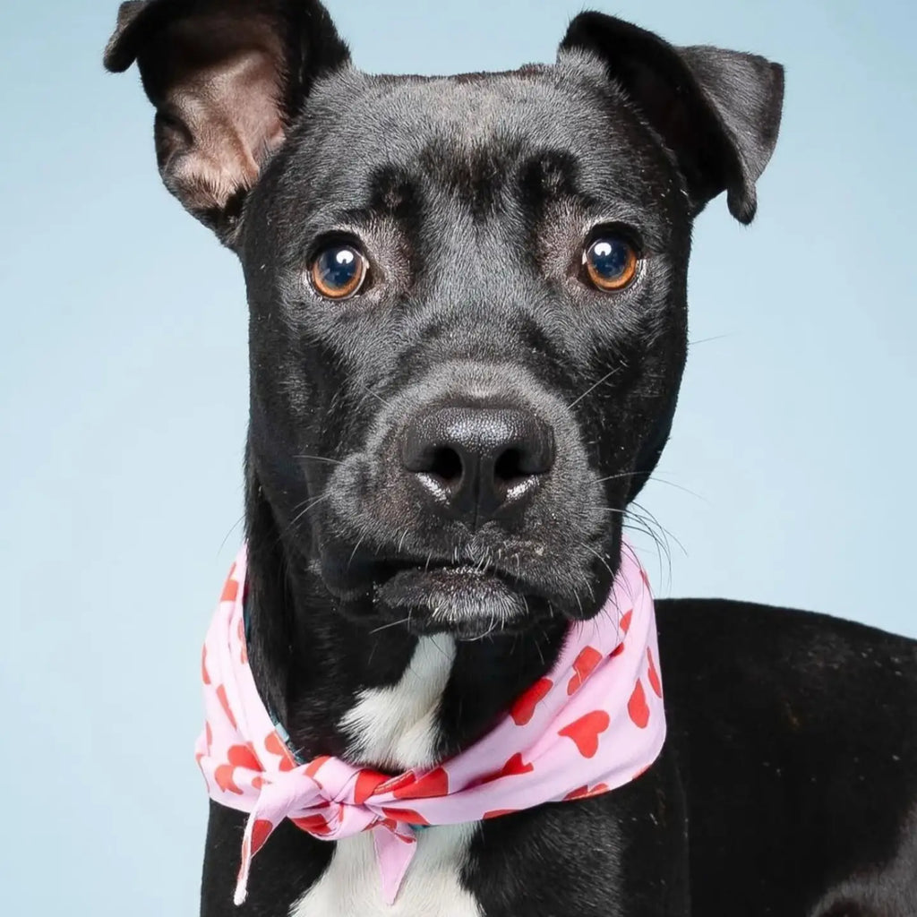 Bandana Love Song - THE PAWS