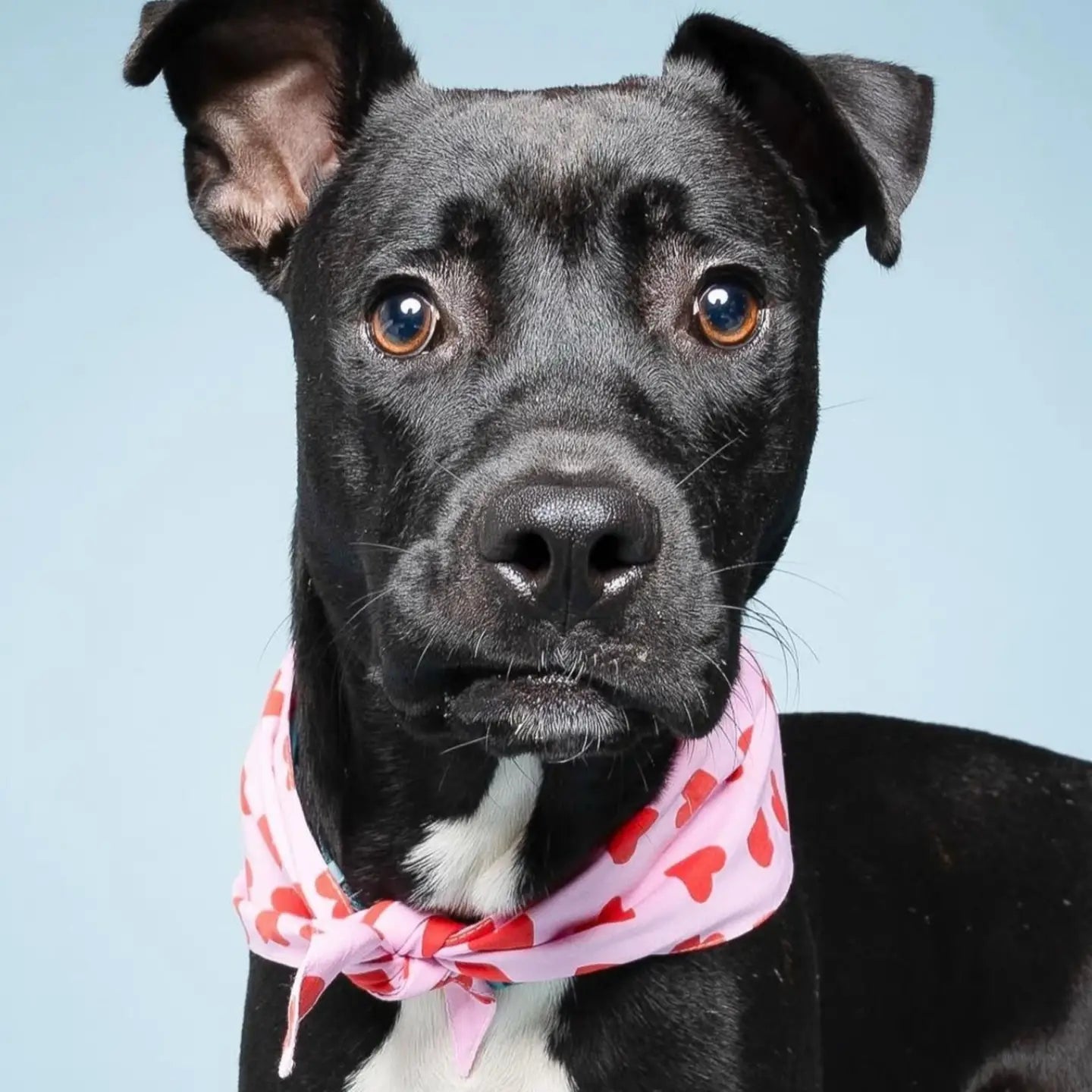 Bandana Love Song - THE PAWS