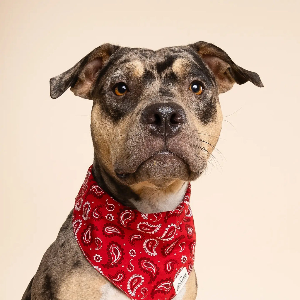 Bandana Dallas - THE PAWS