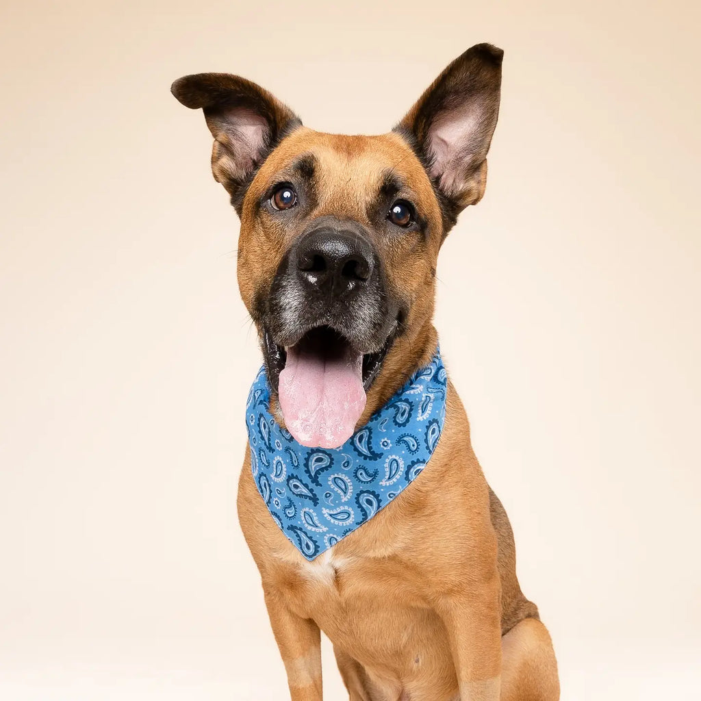 Bandana West Dog - THE PAWS