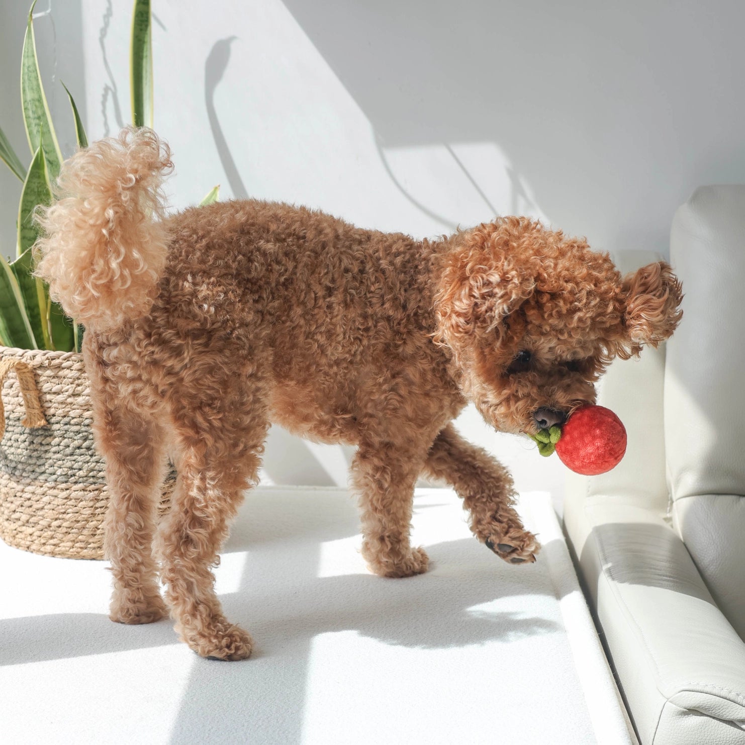 Jouet soupe de tomate - PUP'S & BUBS
