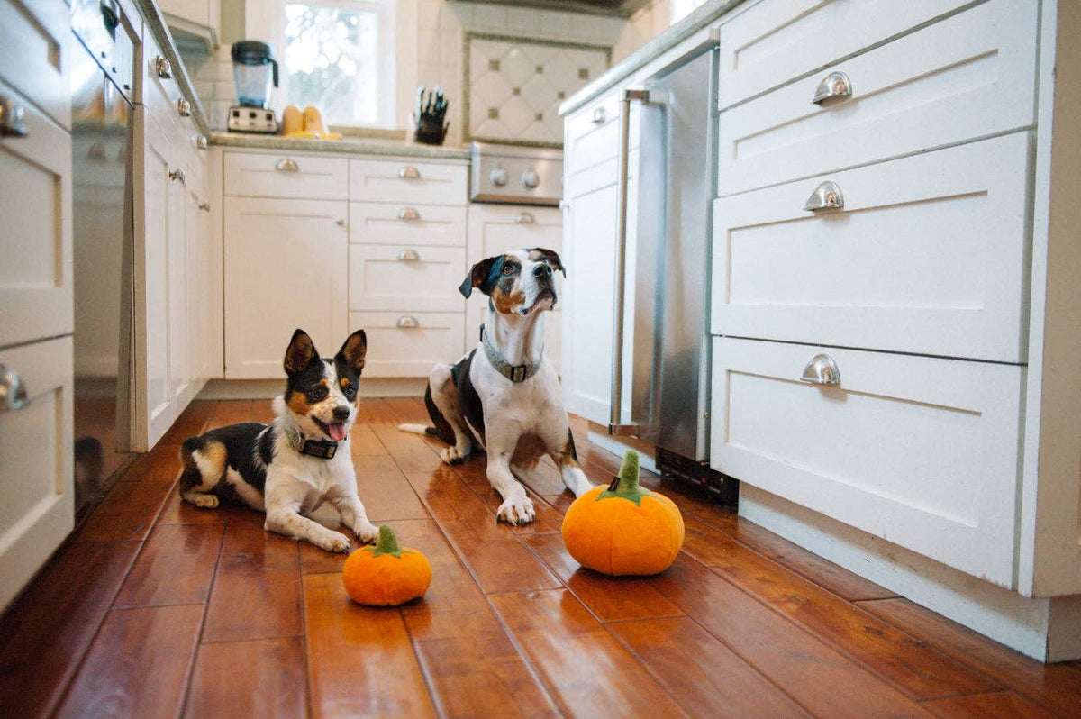 Pumpkin Plush Dog Toy - PLAY