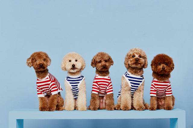 David t-shirt - THE PAINTER'S WIFE