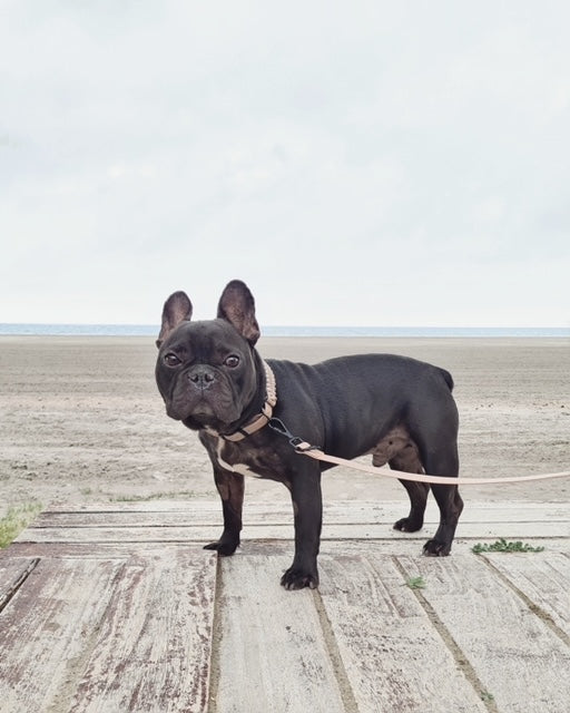Collier New Jupiter rose sourdine - LAMBWOLF COLLECTIVE