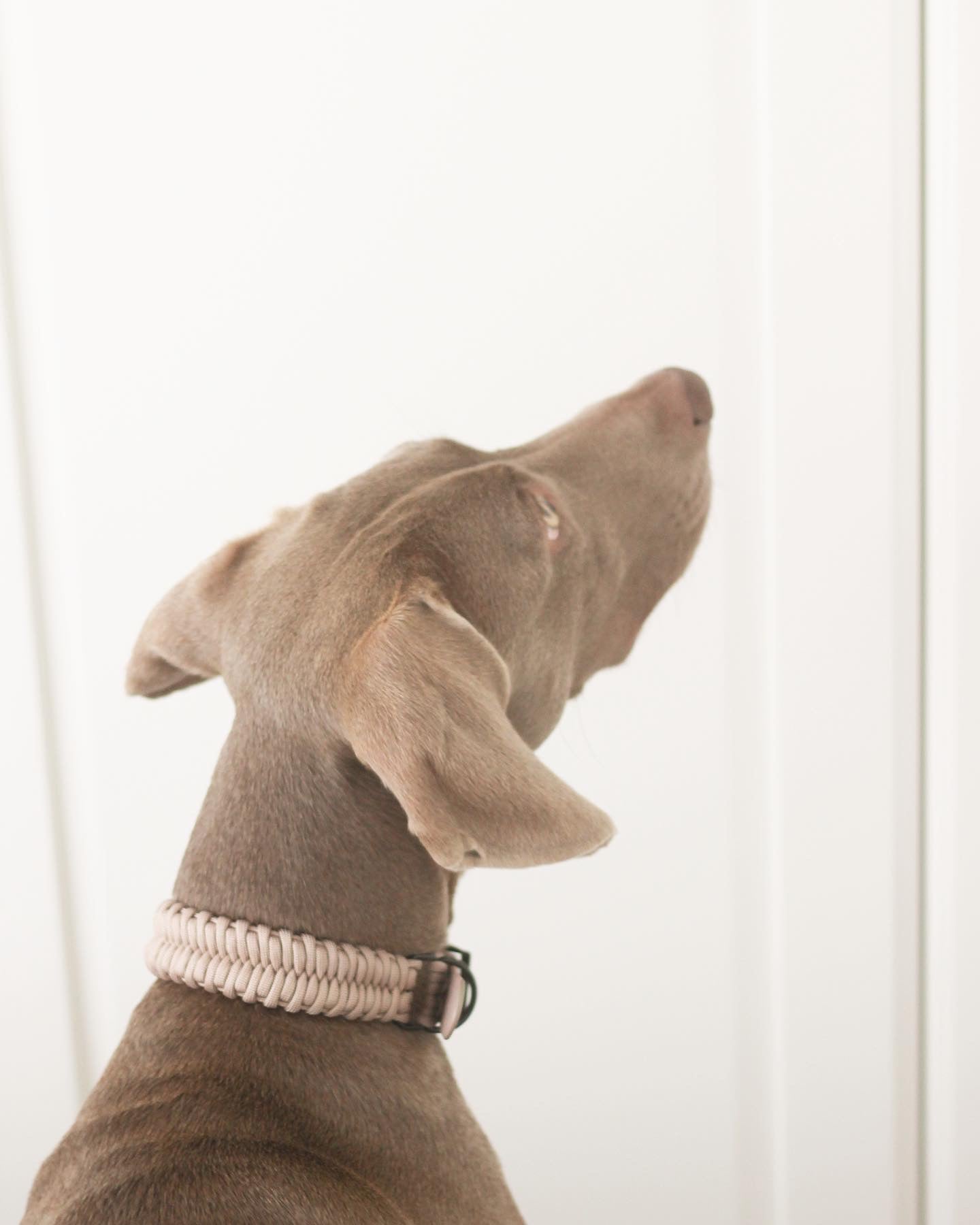 Collier New Jupiter rose sourdine - LAMBWOLF COLLECTIVE