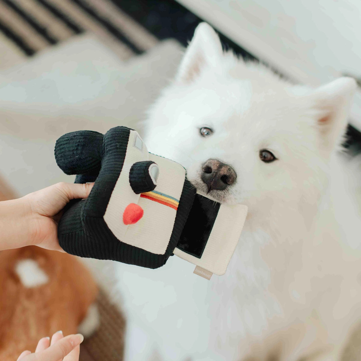 Jouet Polaroïd - LAMBWOLF COLLECTIVE