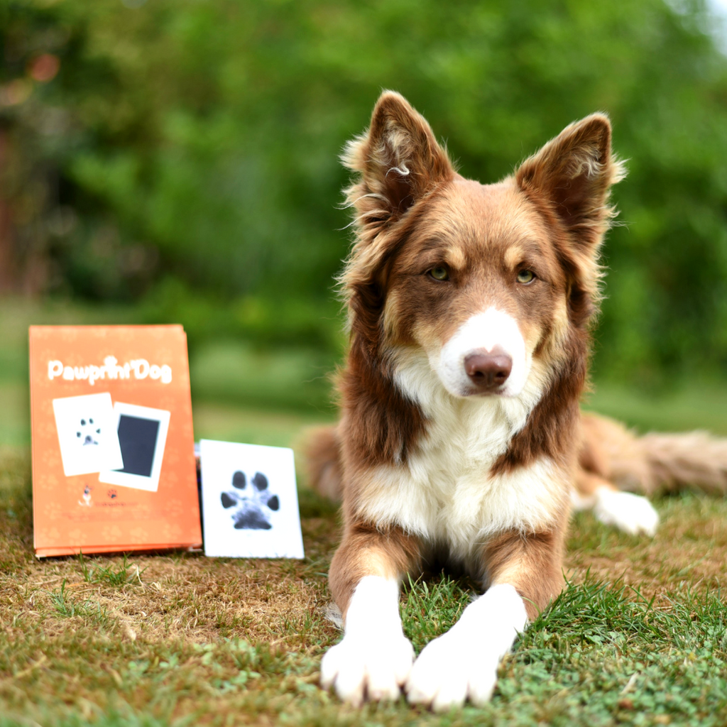 Pawprint - BADOGSHOP