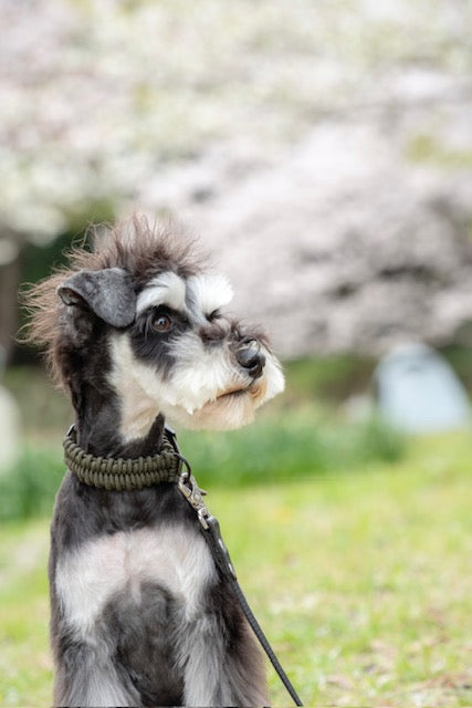 Collier New Jupiter vert encre - LAMBWOLF COLLECTIVE