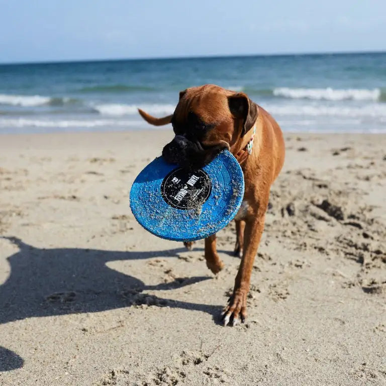 Frisbee vinyle bleu - HUNDOG