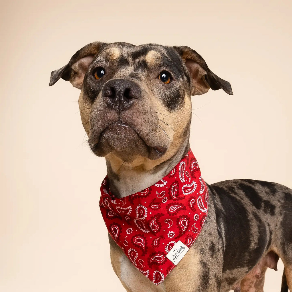 Bandana Dallas - THE PAWS