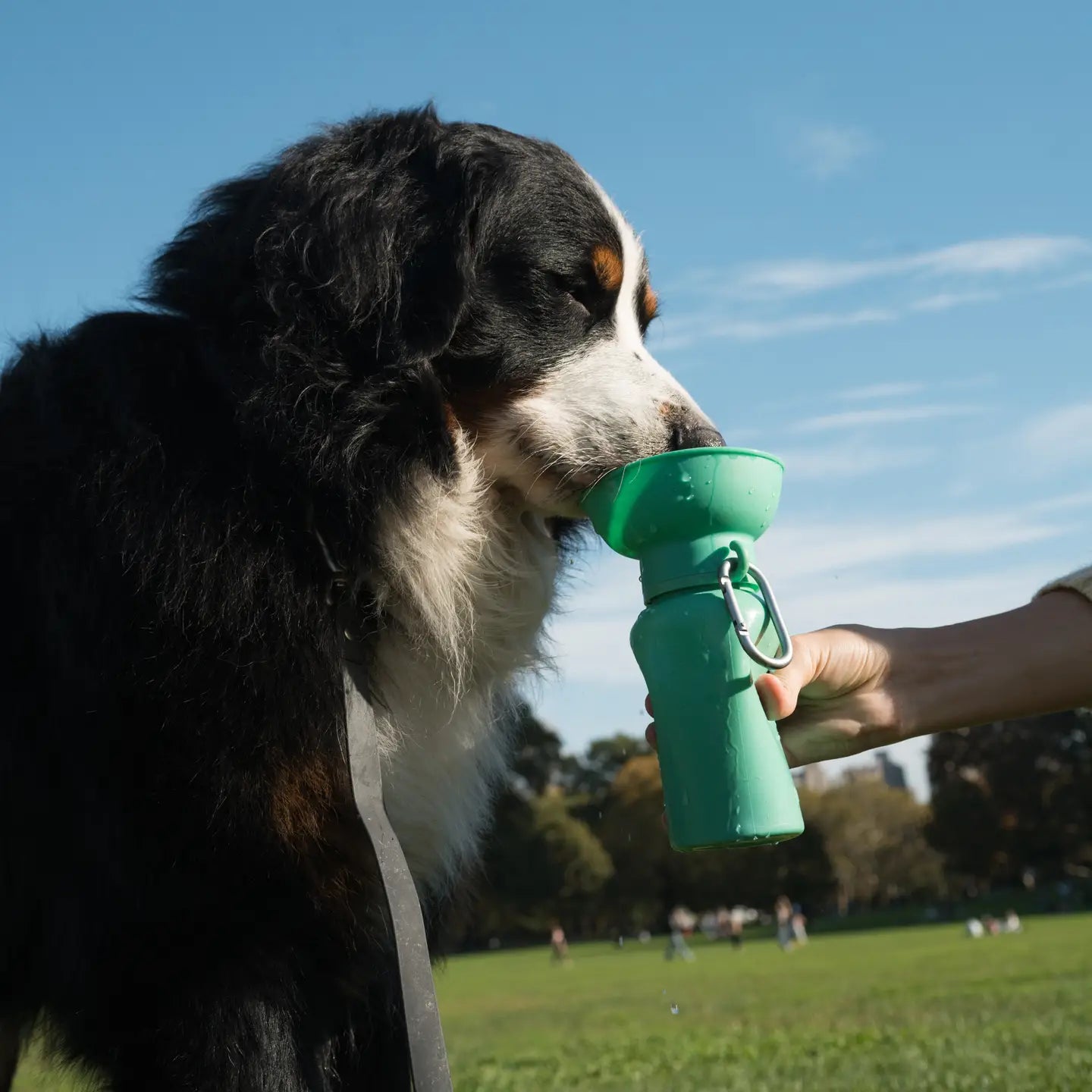 Bouteille d'eau Flip - SPRINGLAND PETS