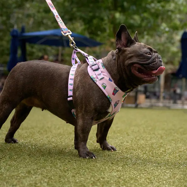 Starbarks - LUVA-BULLZ