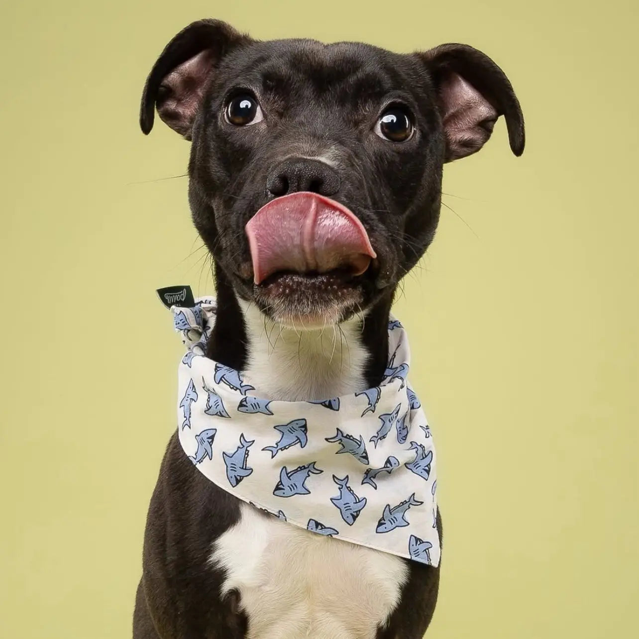 Bandana Jawz - THE PAWS
