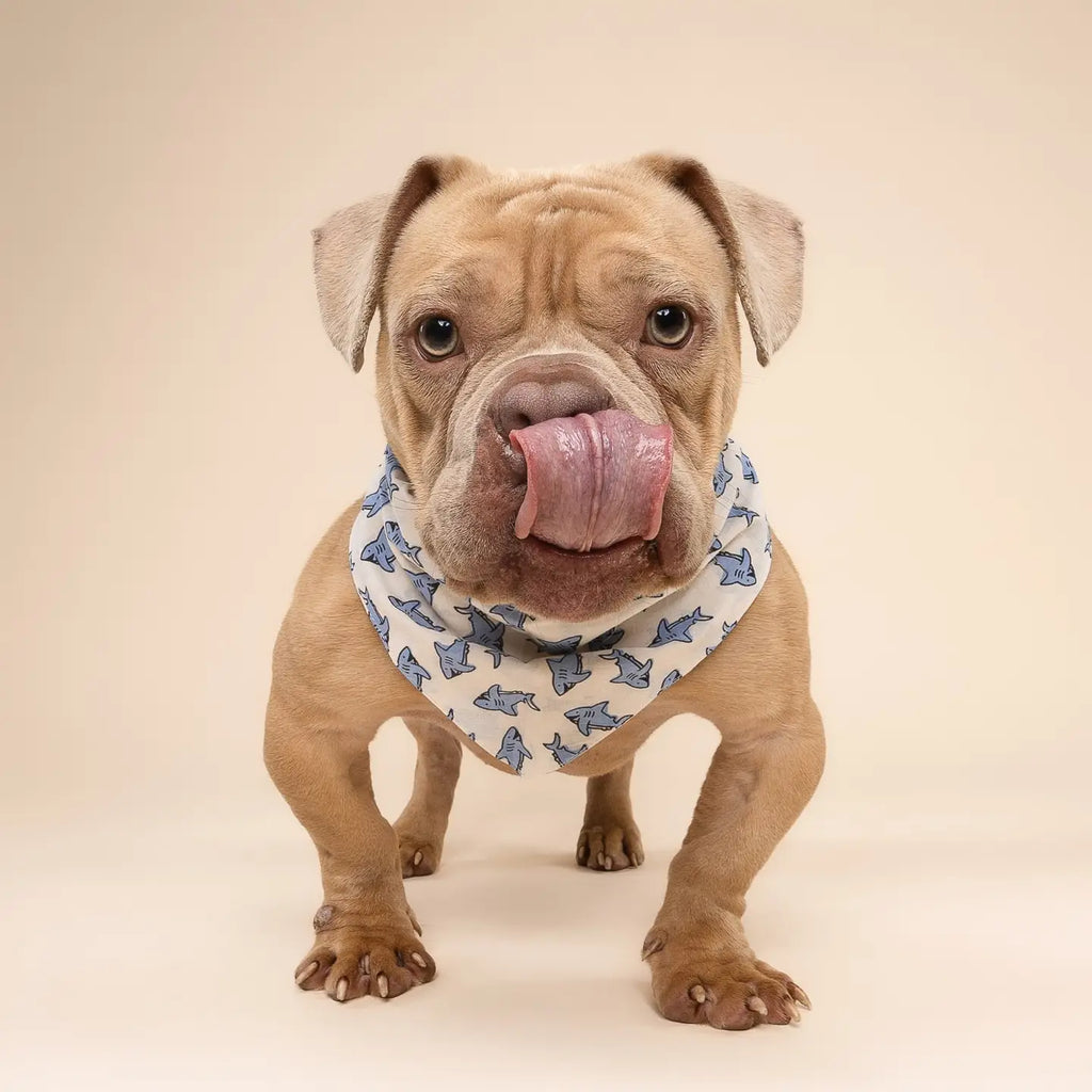 Bandana Jawz - THE PAWS