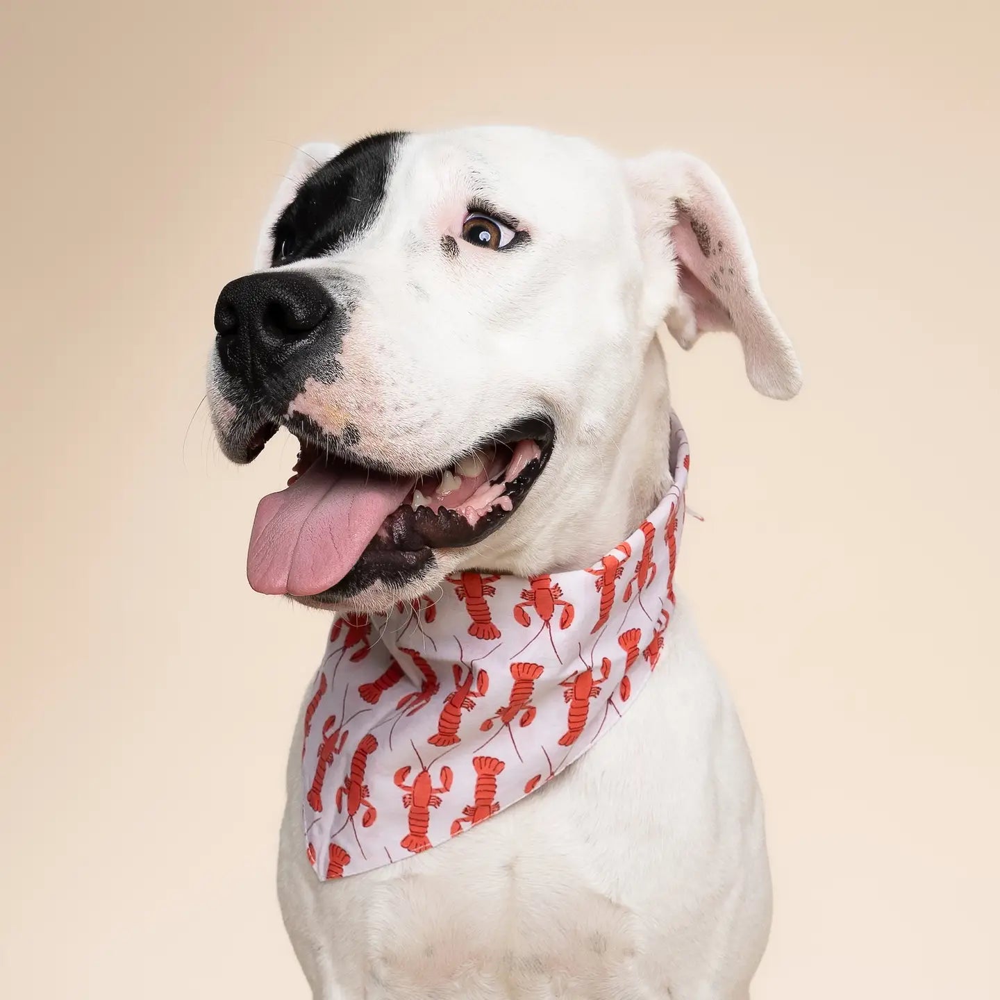 Bandana Lobstah - THE PAWS