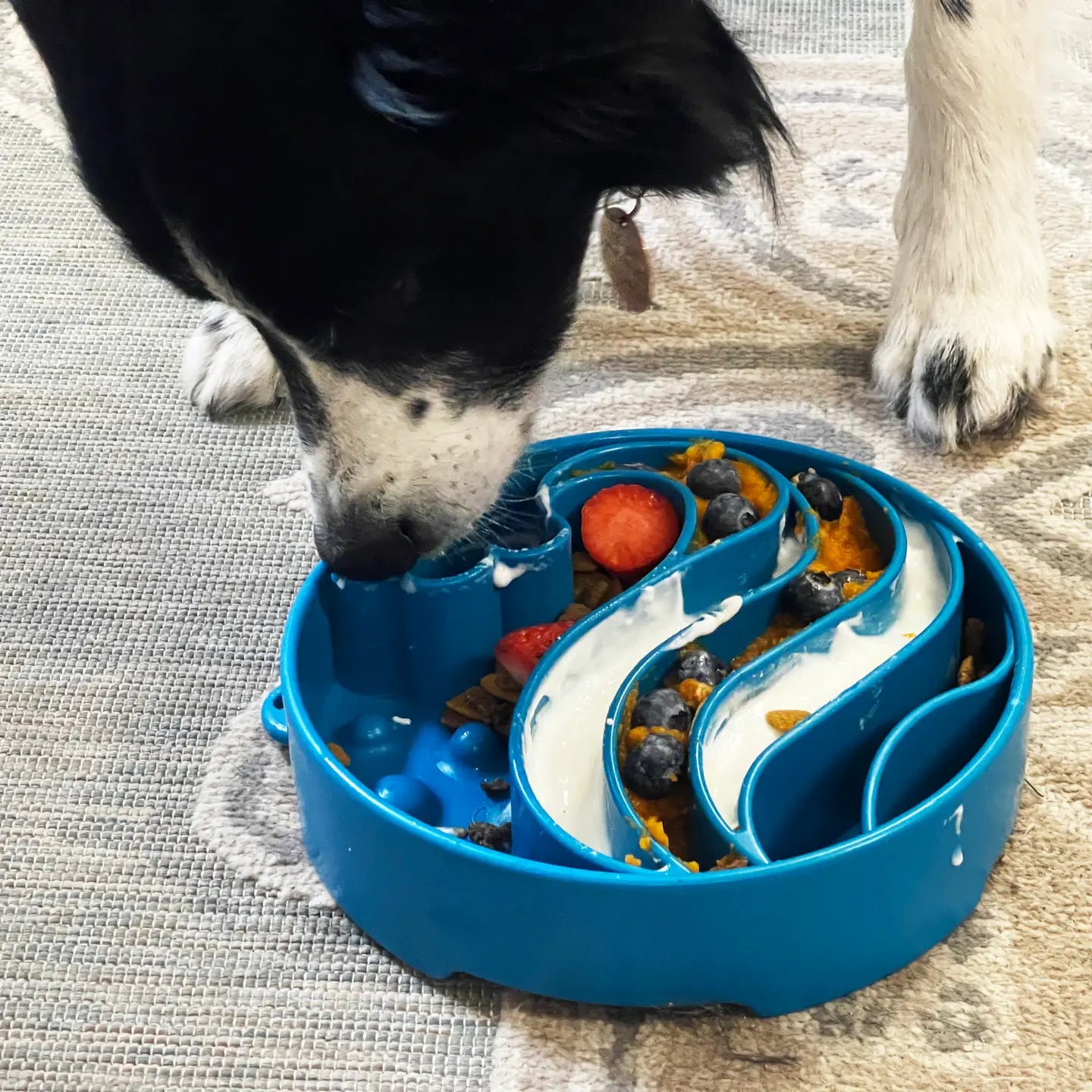 Gamelle d'enrichissement à laimentation lente Wave - SODA PUP
