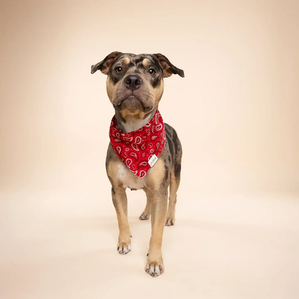 Bandana Dallas - THE PAWS