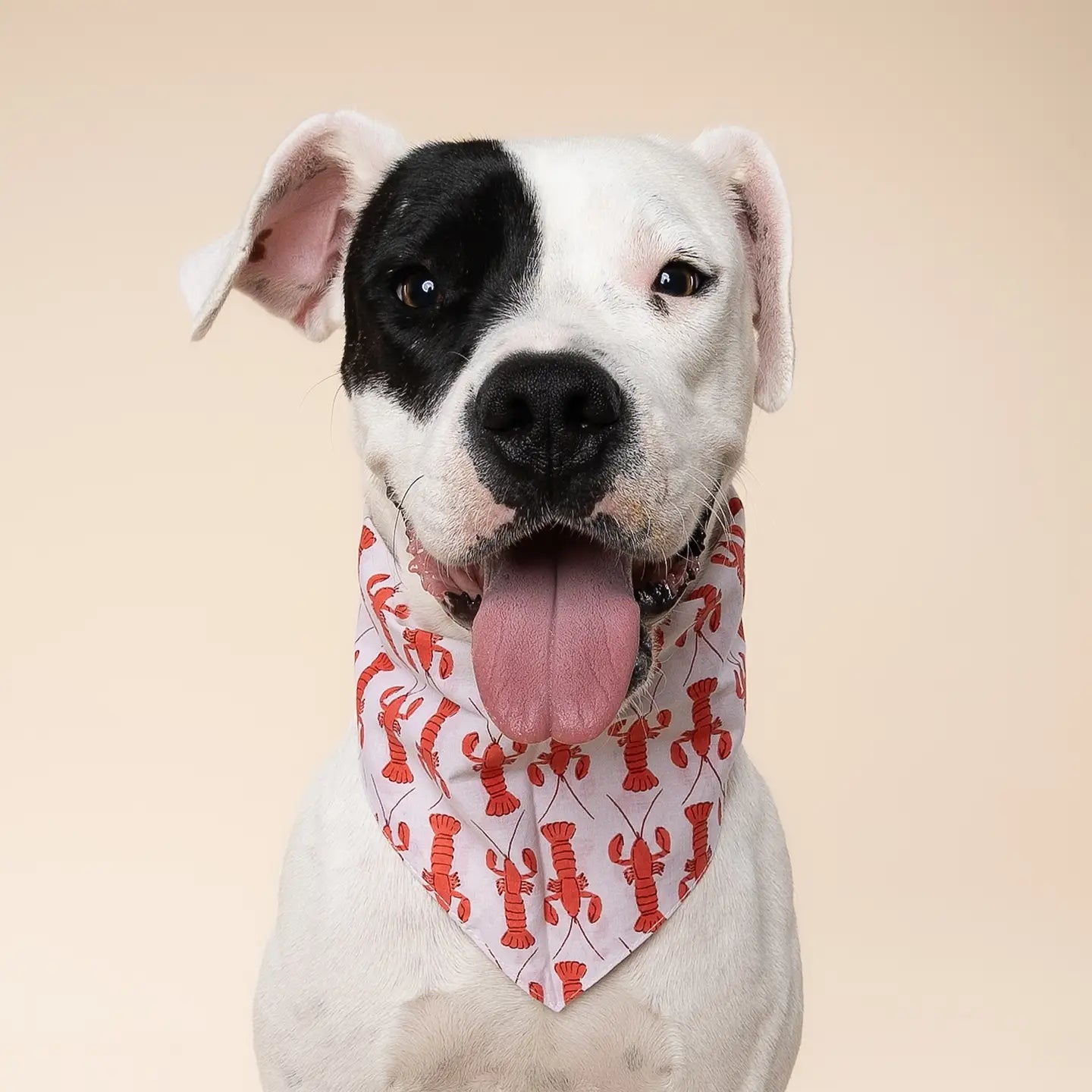 Bandana Lobstah - THE PAWS