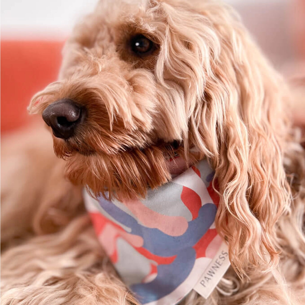 Reversible multicoloured bandana - PAWNESS