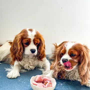 Mélange pour glace à la vraie viande pour chats et chiens - COOKA'S COOKIES