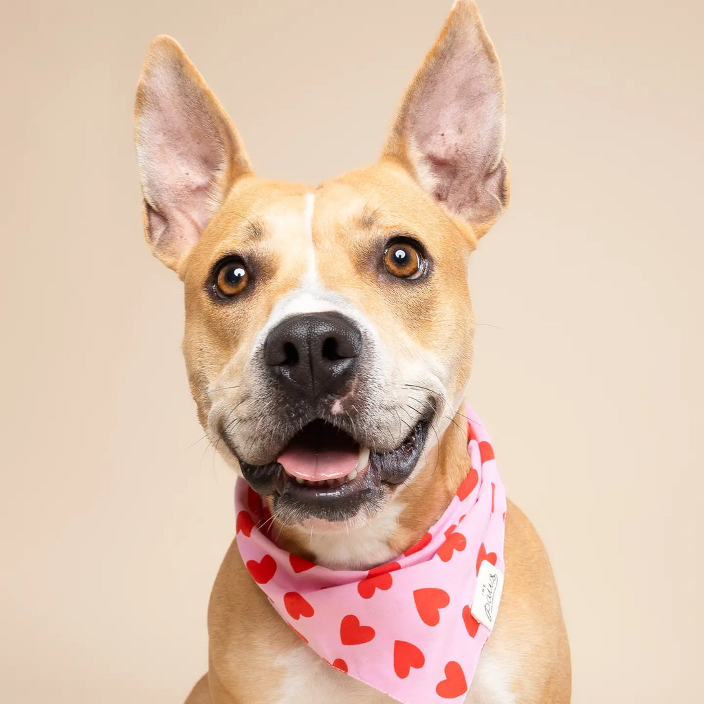 Bandana Love Song - THE PAWS