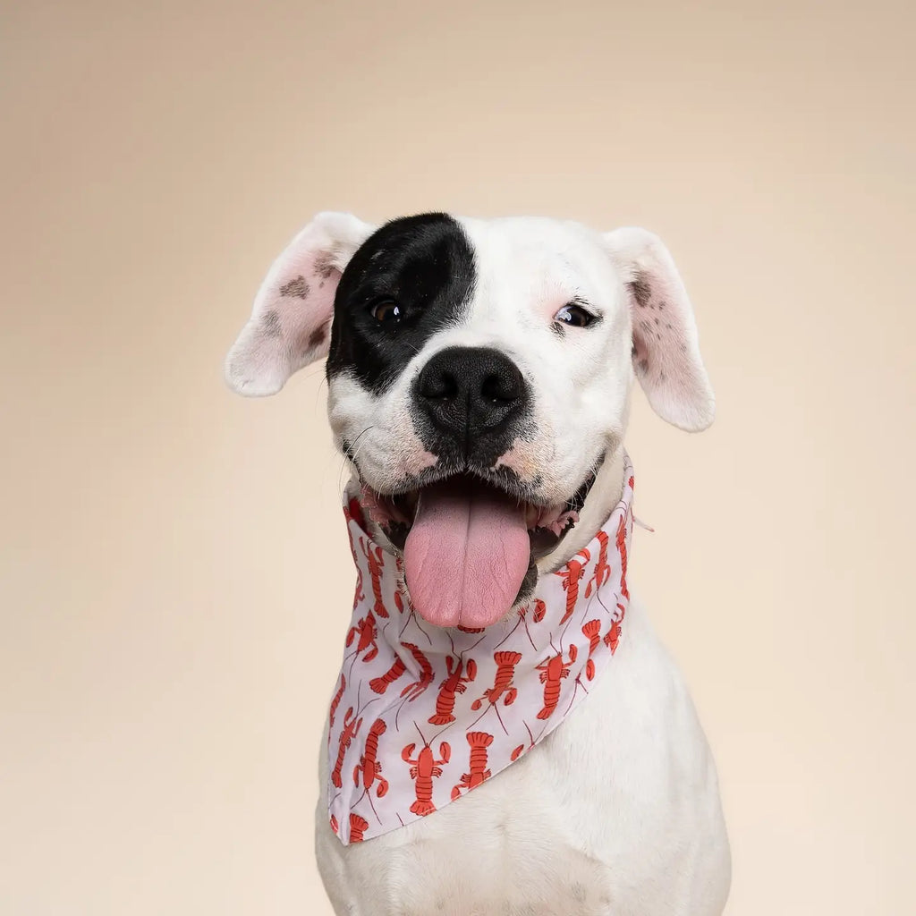 Bandana Lobstah - THE PAWS