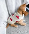 Chien portant un pull en tricot avec coeurs, de la marque Lou & Co