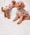 Chiens portant un pull en tricot avec coeurs, de la marque Lou & Co