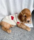 Chien portant un pull en tricot avec coeurs, de la marque Lou & Co