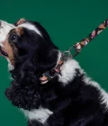 Chien portant un collier et une laisse pour chien marron avec motifs Clemens, de la marque Fur Sie