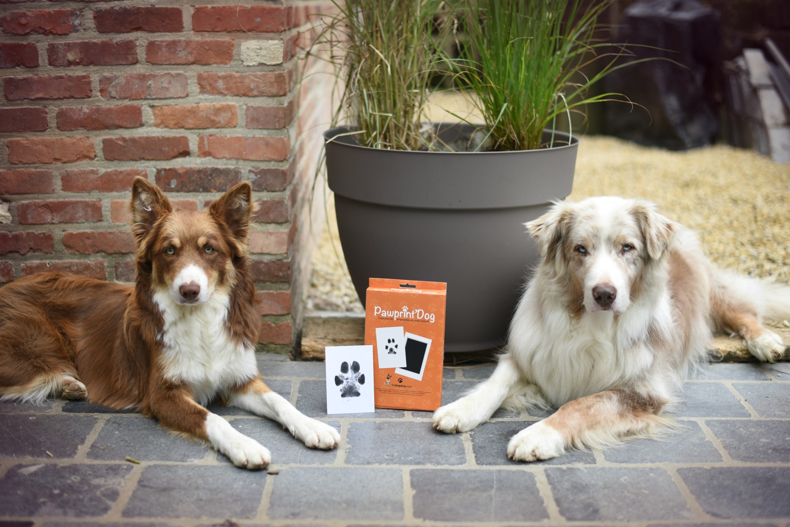 Pawprint'dog – Kit d'empreinte pour chiens – BADOGSHOP - CACHOU