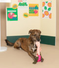 Chien jouant avec le jouet pour chien en forme de radis rose, de la marque The Furryfolks
