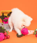 Chien jouant avec le jouet pour chien en forme de radis rose, de la marque The Furryfolks