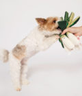Chien jouant avec un jouet pour chien Oignon vert, de la marque The Furry Folks