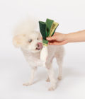 Chien jouant avec un jouet pour chien Oignon vert, de la marque The Furry Folks