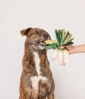 Chien jouant avec un jouet pour chien Oignon vert, de la marque The Furry Folks