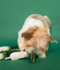 Chien posant avec un jouet pour chien Oignon vert, de la marque The Furry Folks