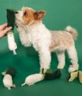 Chien posant avec un jouet pour chien Oignon vert, de la marque The Furry Folks